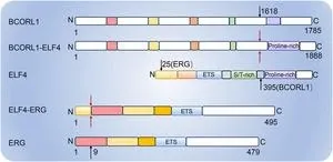 ELF4: A key transcription factor shaping immunity and cancer progression 3