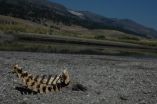 Elk bones tell stories of life, death, and habitat use at Yellowstone National Park