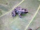 Elusive long-fingered frog found after 62 years