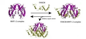 Elusive protein complex could hold the key to treating chromosomal disorders