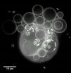 Emergent behavior lets bubbles sense environment