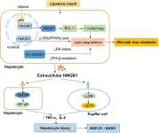 Emerging roles of high-mobility group box-1 in liver disease