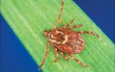 Emerging vector-borne diseases create new public health challenge