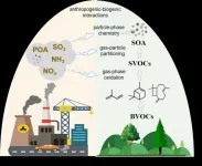 Emissions from human activity modify biogenic secondary organic aerosol formation