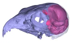 Empty headed? Largest study of its kind proves ‘bird brain’ is a misnomer