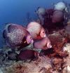 Endangered corals smothered by sponges on overfished Caribbean reefs 2