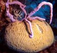 Endangered corals smothered by sponges on overfished Caribbean reefs 3