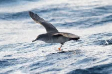 Endangered seabird shows surprising individual flexibility to adapt to climate change