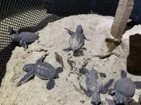 Endangered turtle population under threat as pollution may lead to excess of females being born 3