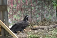 Endangered vulture returns to Bulgaria after being extinct for 36 years 2