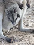 Endangered wallaby population bounces back after ferals fenced out