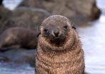 Energy requirements make Antarctic fur seal pups vulnerable to climate change