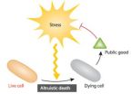 Engineered bacteria can make the ultimate sacrifice 