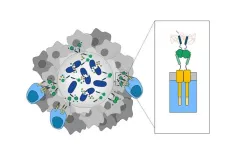 Engineered bacteria paint targets on tumors for cancer-killing T cells to see