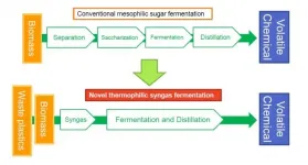 Engineered bacteria show promise for sustainable biofuel industry, researchers say