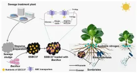 Engineered biochar and beneficial bacteria team up to boost crop growth