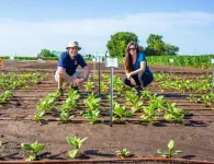 Engineered increase in mesophyll conductance improves photosynthetic efficiency in field trial