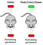 Engineered organism could diagnose Crohns disease flareups