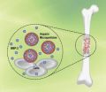 Engineering a better way to rebuild bone inside the body