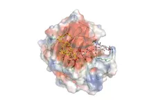 Engineering of plant cell wall modifying enzymes opens new horizons