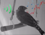 Engineers use tiny device to change songbird pitch, improve understanding of human speech