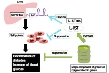 Enlisting the newly discovered L-IST RNA in the fight against type 2 diabetes