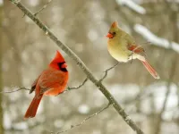 Environment nudges birds to fast, or slow, life lane