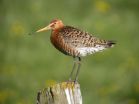 Environmental change impacts on migratory shorebirds differ for males and females