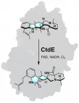 Enzyme from fungi shows molecules which way to turn