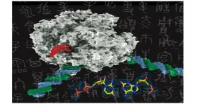 Enzymes can’t tell artificial DNA from the real thing