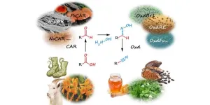 Enzymes instead of cyanide: Researchers develop biocatalytic process for nitrile production