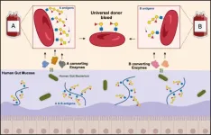 Enzymes open new path to universal donor blood