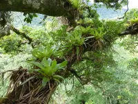 Epiphytes, amazing plants like moss and bromeliads found in trees, face growing threats