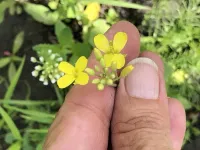 Escaped GMO canola plants persist long-term, but may be losing their extra genes