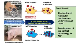 Establishment of an immortalized red river hog blood-derived macrophage cell line