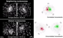 Euchromatin is not really open in living cells 2