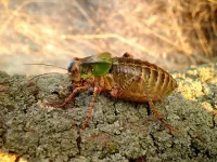 Eurasian eagle owl diet reveals new records of threatened giant bush-crickets