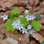 European forest plants are migrating westwards, nitrogen main cause