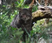 European wildcats avoided introduced domestic cats for 2,000 years