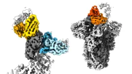 Even as SARS-CoV-2 mutates, some human antibodies fight back