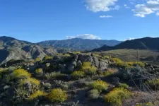 Even Sonoran Desert plants aren’t immune to climate change 2