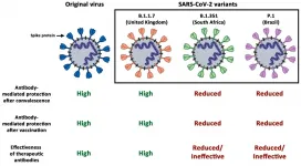 Evidence for reduced antibody protection against SARS-CoV-2 variants