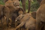 Evidence from ivory DNA identifies two main elephant poaching hotspots 2