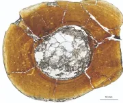 Evolution of dinosaur body size through different developmental mechanisms 2