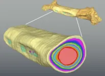 Evolution of dinosaur body size through different developmental mechanisms 3