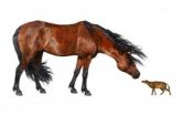 Evolution of earliest horses driven by climate change