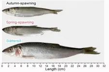 Evolution of fast-growing fish-eating herring in the Baltic Sea