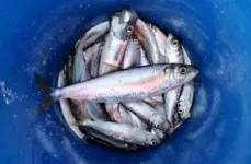 Evolution of fast-growing fish-eating herring in the Baltic Sea 2