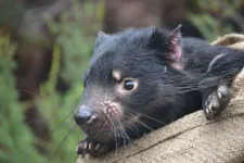 Evolution of two contagious cancers affecting Tasmanian devils underlines unpredictability of disease threat