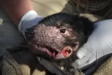 Evolution of two contagious cancers affecting Tasmanian devils underlines unpredictability of disease threat 2